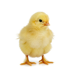 Obraz premium baby chicken isolated on white