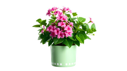 Photo of potted plant with pink flowers isolated on transparent background