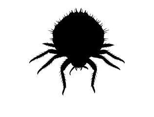 Generate full black vect of Rat-tailed maggot insect in silhouette image white background