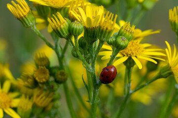 Coccinelle rouge sur fleurs jaunes en macro dans la nature