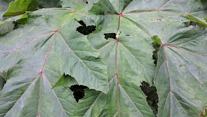 Large green leaves of Sosnowsky's hogweed plant with jagged edges and holes, showcasing intricate...