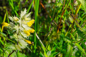 Rhinanthe à grandes fleurs (Rhinanthus angustifolius) en macro : fleurs jaunes sauvages en...