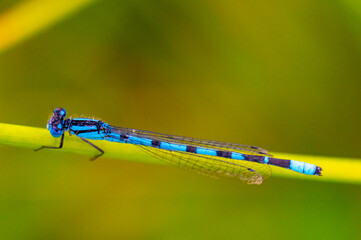 Libellule en macro sur branche : détail des ailes dans la nature

