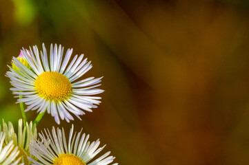 Vergerette annuelle (Erigeron annuus) en macro : fleur blanche et jaune de la nature.

