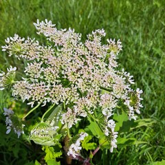 Sosnowsky's hogweed plant with intricate white flowers and lush green leaves, thriving in a natural environment, showcasing its unique botanical features and vibrant ecosystem