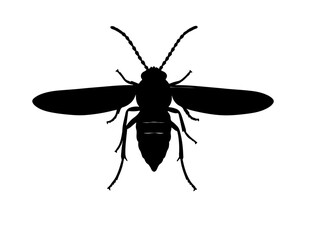  Headed pine sawfly insect in silhouette image of white background.