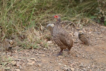 A Red-necked Spurfowl with chicks exploring the dusty ground, displaying parental care in the African wild.