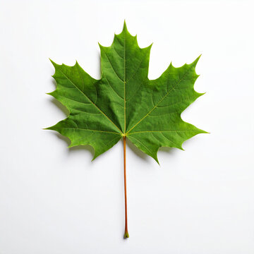 a large green leaf is centered on a bright white background. the leaf has several pointed lobes along its edges. a long stem extends from the bottom center of the leaf