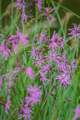 Vibrant pink flowers sway gently in a lush green meadow, creating a picturesque summer landscape
