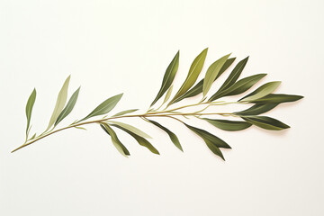 Fresh green olive branches and herbal rosemary leaves isolated on white background