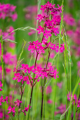Bright pink wildflowers rise amidst tall green grass, creating a colorful spectacle in the meadow