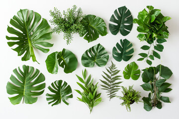 A vibrant collection of green leaves forming a natural pattern, perfect for a botanical illustration or summer design