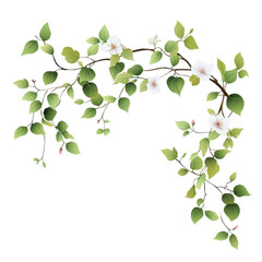 Obraz premium Delicate flowering vine with green leaves and white blossoms, elegant and natural, perfect