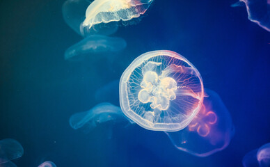 Colorful Jellyfish underwater, marine life