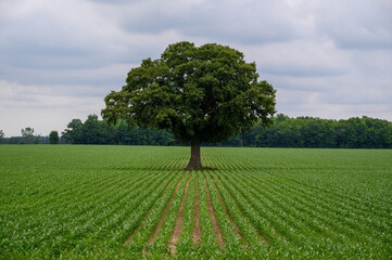 A symbolic image of a single tree in a green crop field under a dramatic, cloudy sky. With strong...