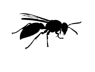 Paper wasp insect in silhouette image white background.