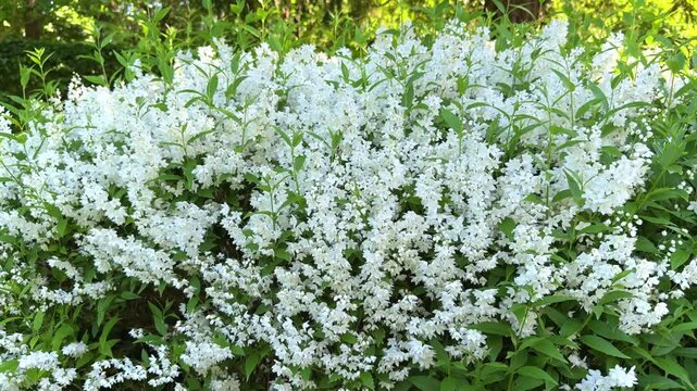 Blooming  Deutzia  gracilis  Japanese Snow white flowers cover lush green bushes, filling the garden with fragrance and beauty during a sunny spring day