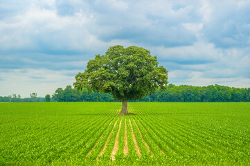 A symbolic image of a single tree in a green crop field under a dramatic, cloudy sky. With strong...