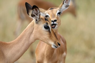Two young impalas interact affectionately, with one nuzzling the other in a tender, almost humorous...
