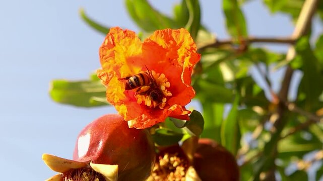 Two bees drink nectar and pollinate a pomegranate flower while a third bee arrives but leaves after finding no space. A dynamic natural scene of pollination and insect interaction.
