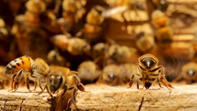 Honeybees fan their wings to ventilate and cool the hive entrance. This natural behavior regulates hive temperature, essential for colony health and survival.
