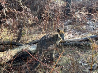 A swamp wallaby (Wallabia bicolor) standing quietly in the undergrowth after the rain, its damp fur...