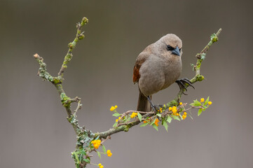 Bay winged Cowbird in Calden forest environment, La Pampa Province, Patagonia, Argentina.