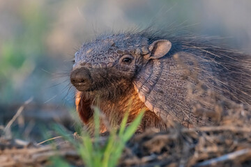 Armadillo in Pampas countryside environment, La Pampa Province, Argentina.