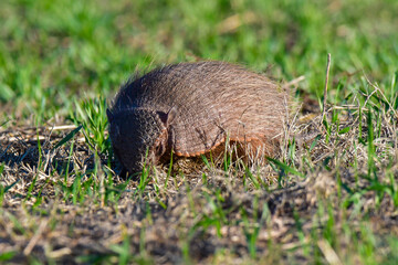 Armadillo in Pampas countryside environment, La Pampa Province, Argentina.