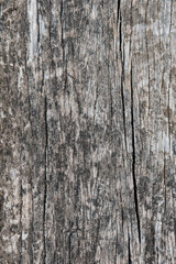 Obraz premium Detail of an old wood with cracked paint