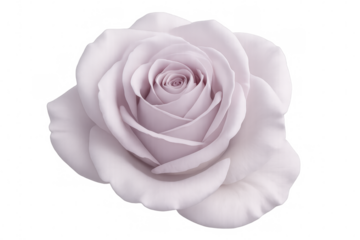 Delicate purple rose blooming, highlighting intricate velvet-soft petals against transparent backdrop, revealing floral elegance