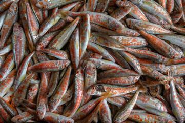 Obraz premium Freshly caught mediterranean fish red mullet.