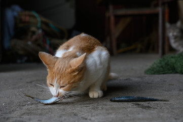 A stray red-and-white cat eats a fresh horse mackerel.