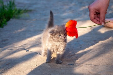 A charming gray kitten sniffs a vibrant red poppy flower held by a human hand.