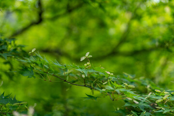青もみじと苔が彩る日本の森の風景