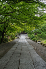 青もみじと苔が彩る日本の森の風景
