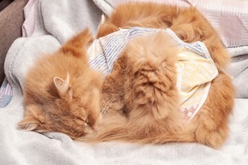 A ginger cat sleeps peacefully, wrapped in a cozy blanket, creating a heartwarming and adorable...