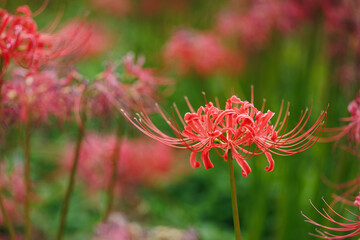 Red Spider Lily Close-up with Soft Bokeh Background – Autumn Seasonal Flower in Japan