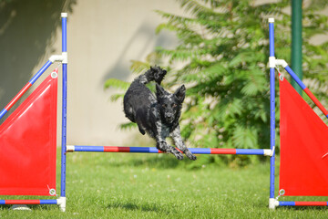 Dog is jumping over the hurdles. Amazing day on czech agility competition.
