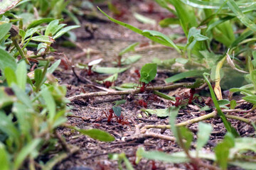 Atta cephalotes, Tayrona Park, Colombia