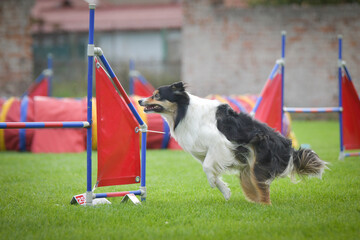 Dog is jumping over the hurdles. Amazing day on czech agility competition.