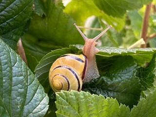 Schnecke mit Schneckenhaus in der Natur kriecht durch Johannisbeerstrauch
