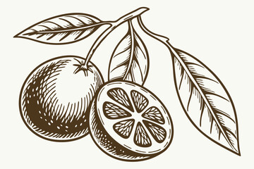 High Quality Vector Illustration of a Calamondin Fruit with Leaves and Branches