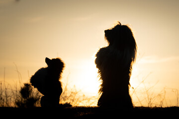 Silhouette of a Dogs Joyfully Running at Sunset. A dynamic silhouette of a dogs captured mid-leap...