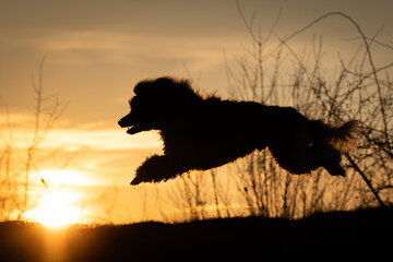 Silhouette of a Dog Joyfully Running at Sunset. A dynamic silhouette of a dog captured mid-leap...