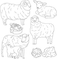 Set of hand-drawn illustrations featuring sheep, a ram, a lamb, milking process, cheese, wool, and yarn