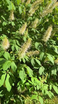 Aesculus parviflora flowering plant showcasing delicate blossoms amidst vibrant green leaves in a serene outdoor setting