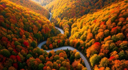 Autumnal Embrace: Winding Road Through a Vibrant Forest Canopy