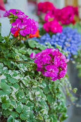 Pink and blue flowers bloom amidst lush green leaves, revealing spring's beauty
