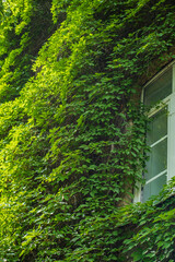 Green vines cover a rustic brick wall, intertwining with an open window, inviting nature in